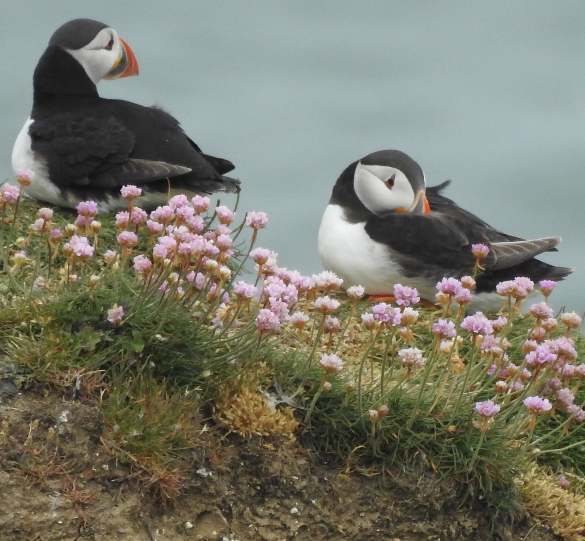 More Puffins anyone?😀