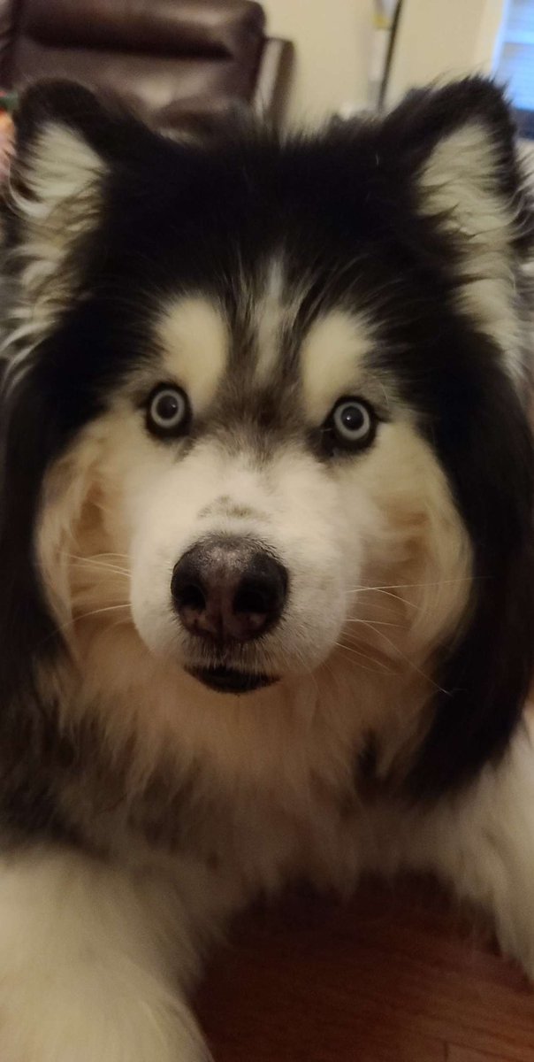 @bunsenbernerbmd Odin-Eating all the lunch in the fridge 
Loki-Destruction of property
Thor-Distracting all the customers
#thenorsedogs #dogs #snowdogs