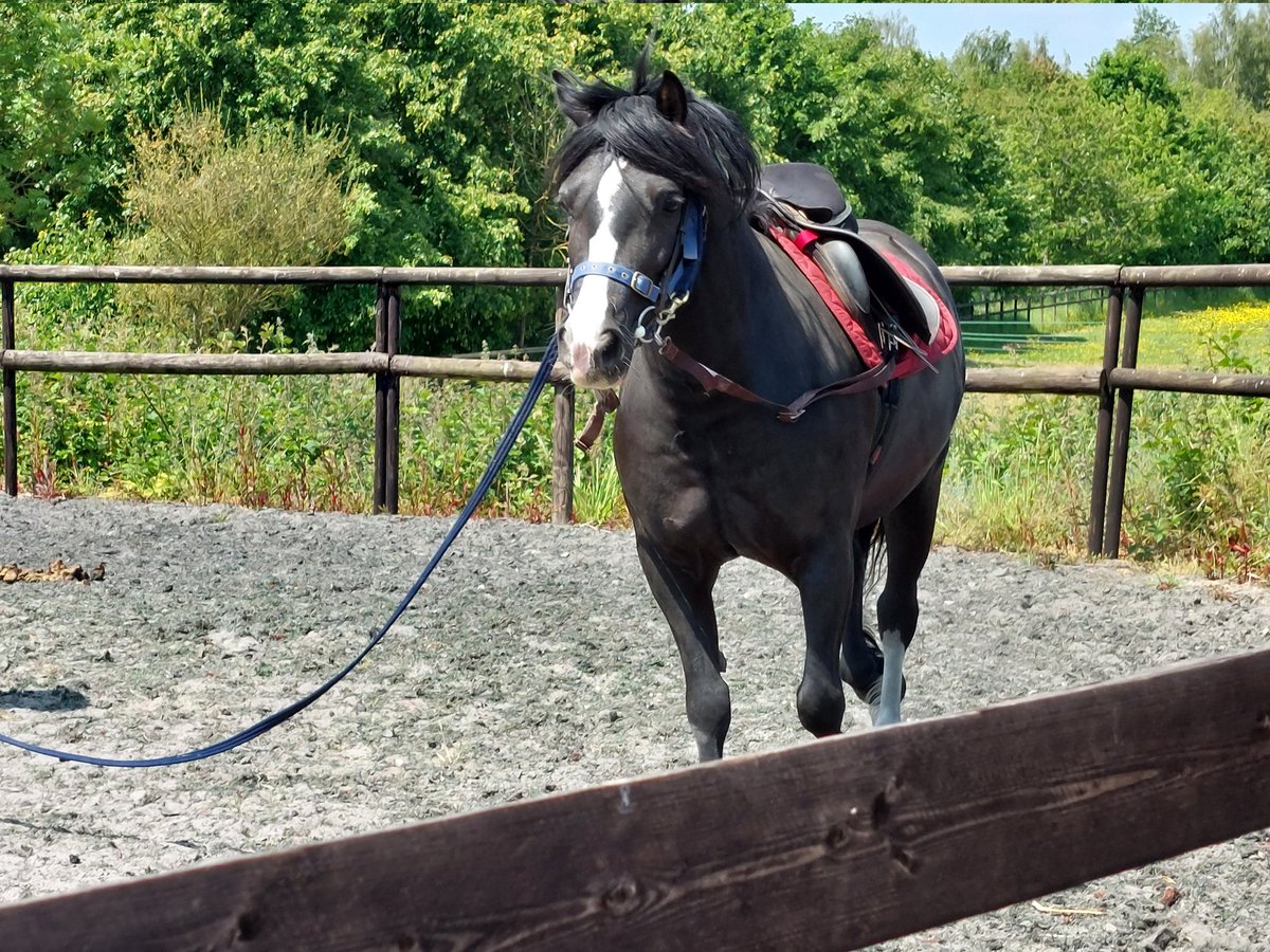 Another little pony making progress towards being backed. We're keen to give the youngsters a good start to their working life #Training #LearningJourney #development #ponies