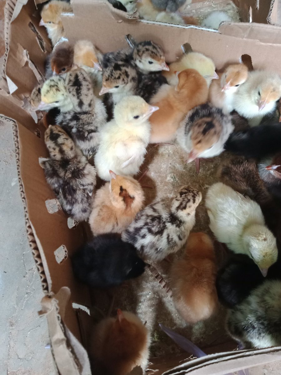 Day Old Chicks UPDATED PRICE FOR 12/6/23
==
 
Foltem Broiler: ₦250⬇️
Broiler: ₦250⬇️
Agrited Broiler: ₦330⬇️
Amo Noiler: ₦400⬇️
Brown pullet: ₦680⬇️
Black pullet:₦610⬇️
Local turkey:₦1550➡️
foreign turkey: ₦4000⬆️
1/3