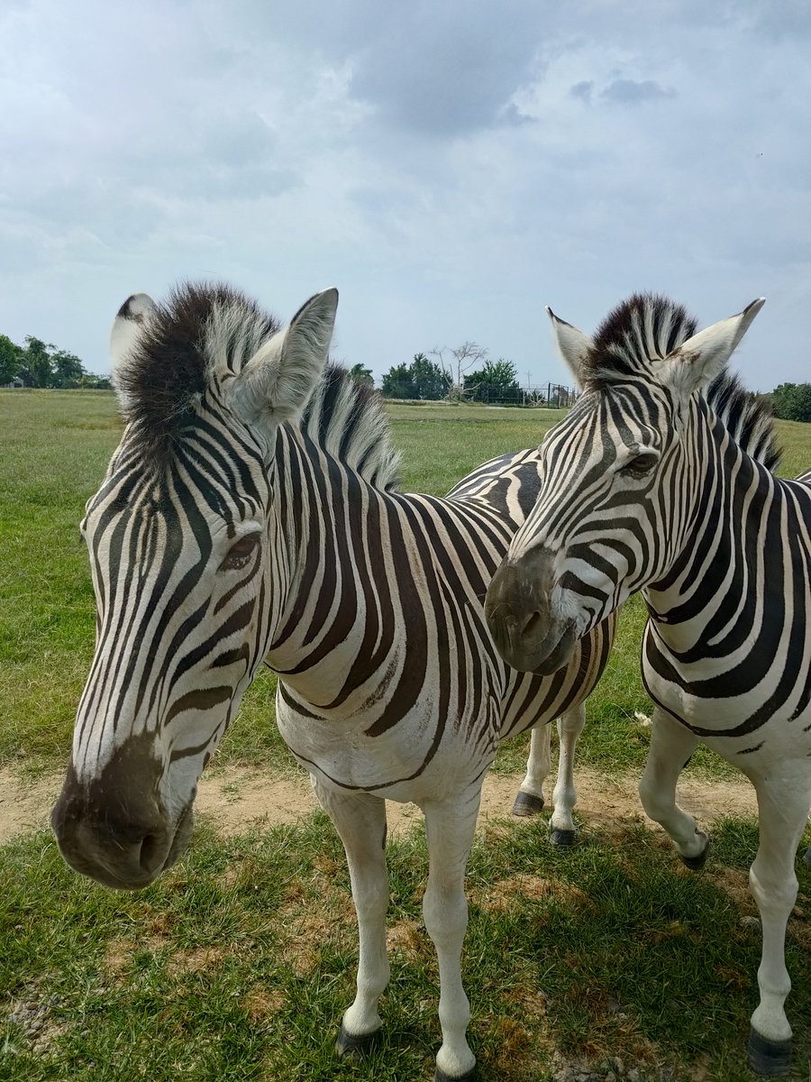 hisa828's tweet photo. Tennessee Safari Park
車からの餌やりでアグレッシブなラクダやダチョウに…襲われます🤭🐪🦌 https://t.co/PfqwXfLL5Y