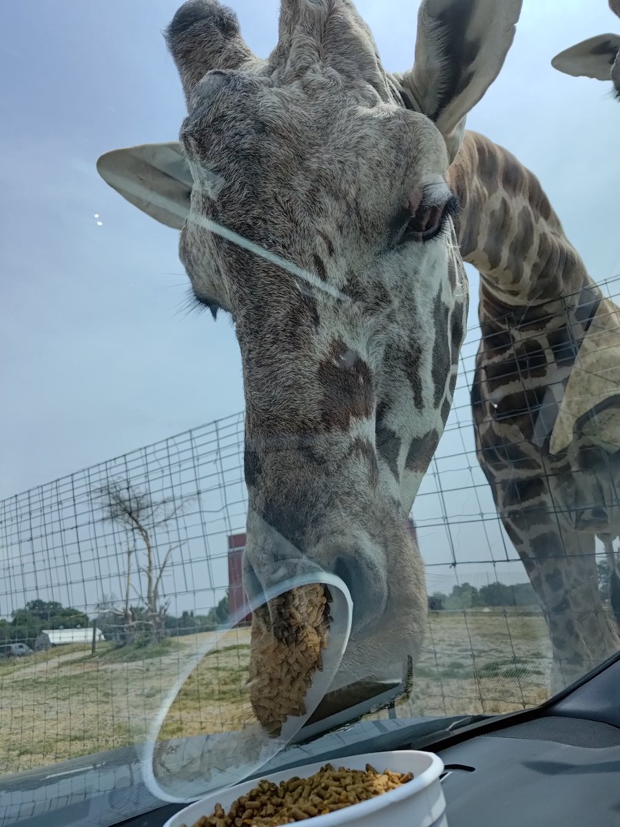 hisa828's tweet photo. Tennessee Safari Park
車からの餌やりでアグレッシブなラクダやダチョウに…襲われます🤭🐪🦌 https://t.co/PfqwXfLL5Y
