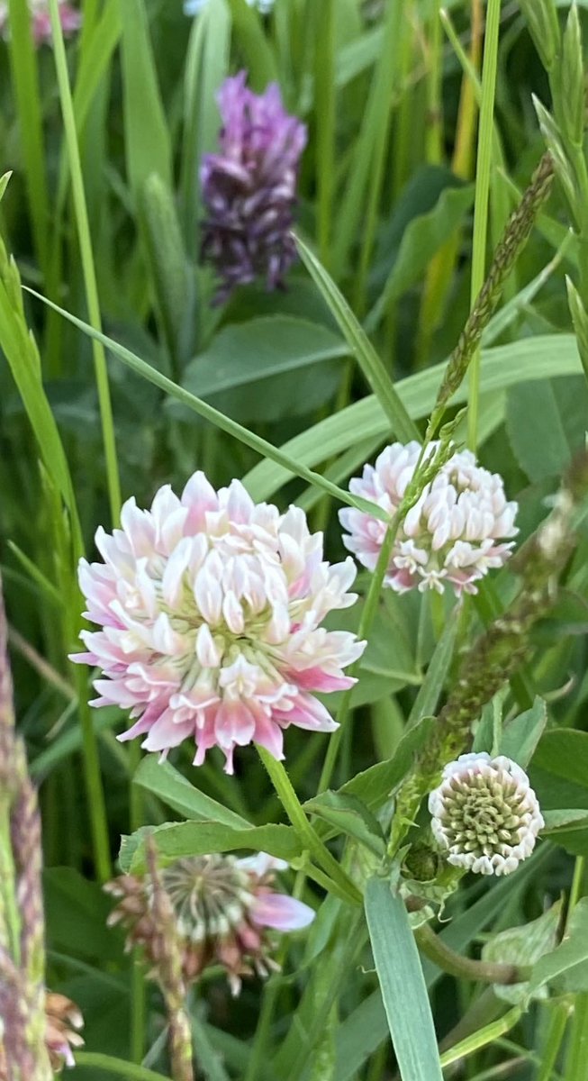 Wat zijn klavertjes eigenlijk mooi 🤩 #klaver #lente