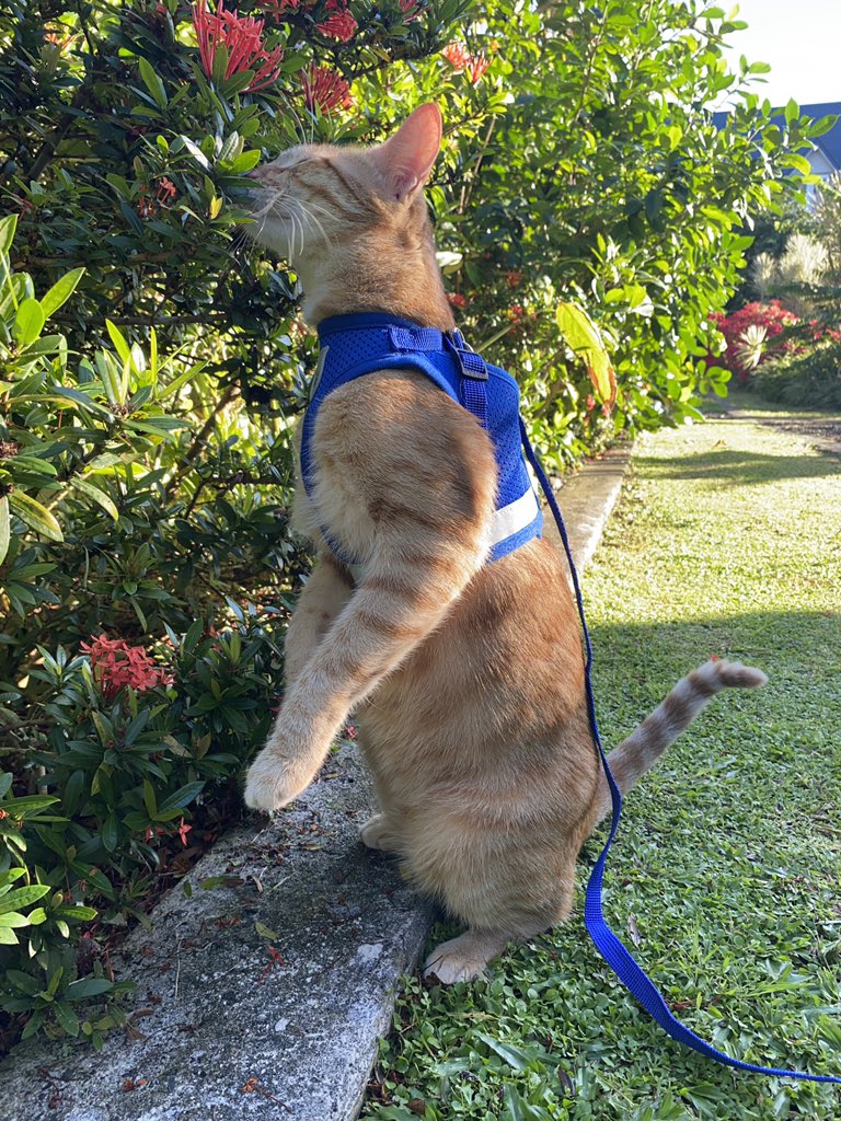 I’m on a POPPIES #Hedgewatch shift enjoying this lovely Sunday morning ☀️

#CatsOfTwitter #sniffinislivin #猫のいる暮らし