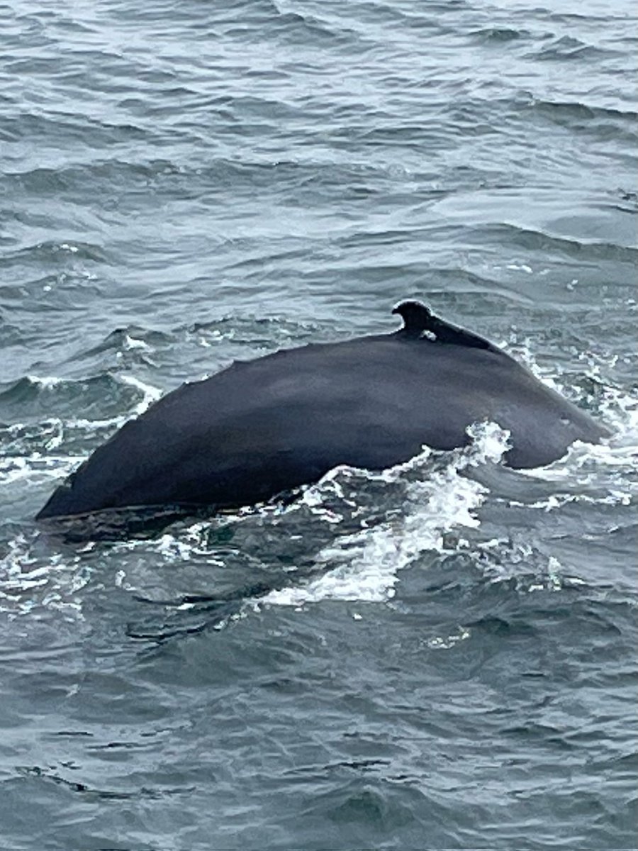 If you know Stellwagen then you already  know!