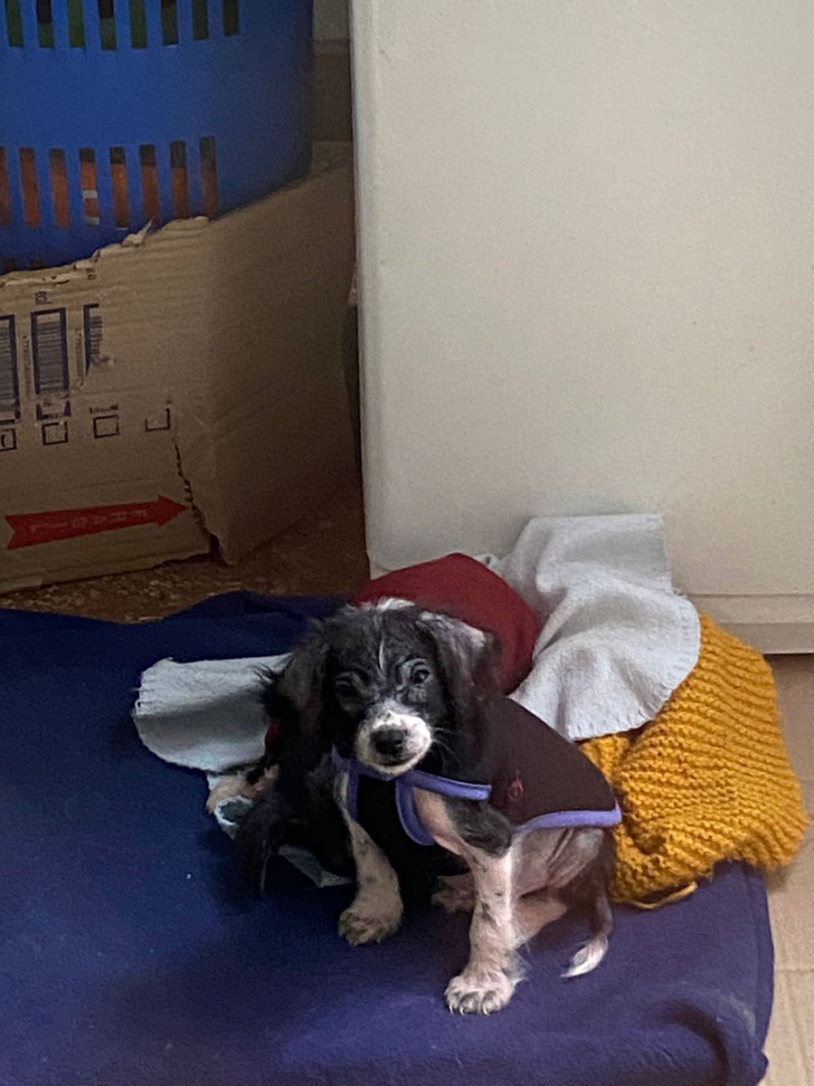 patripeyrou's tweet photo. 🆘URGENTE: TRANSITO O ADOPCIÓN ️‼️
Estos bebés de 2 o 3 meses fueron abandonados en un tacho de basura con este frío y en esas condiciones😥. Por suerte, fueron salvados😅 pero quien los levantó ya tiene 4 perros, uno de los cuales es malo con otros :  11 4969-2061. https://t.co/e7OJjmpAro