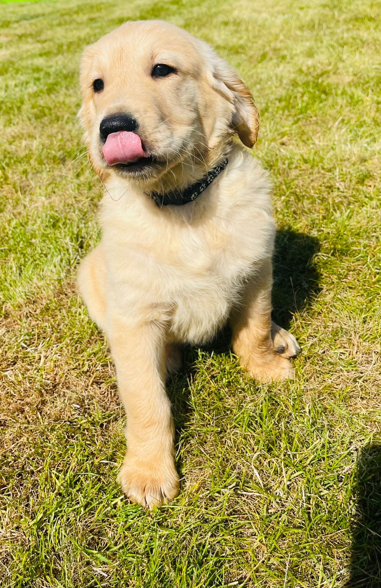 I'm a dog mother at last! So excited for Pupternity leave 😁