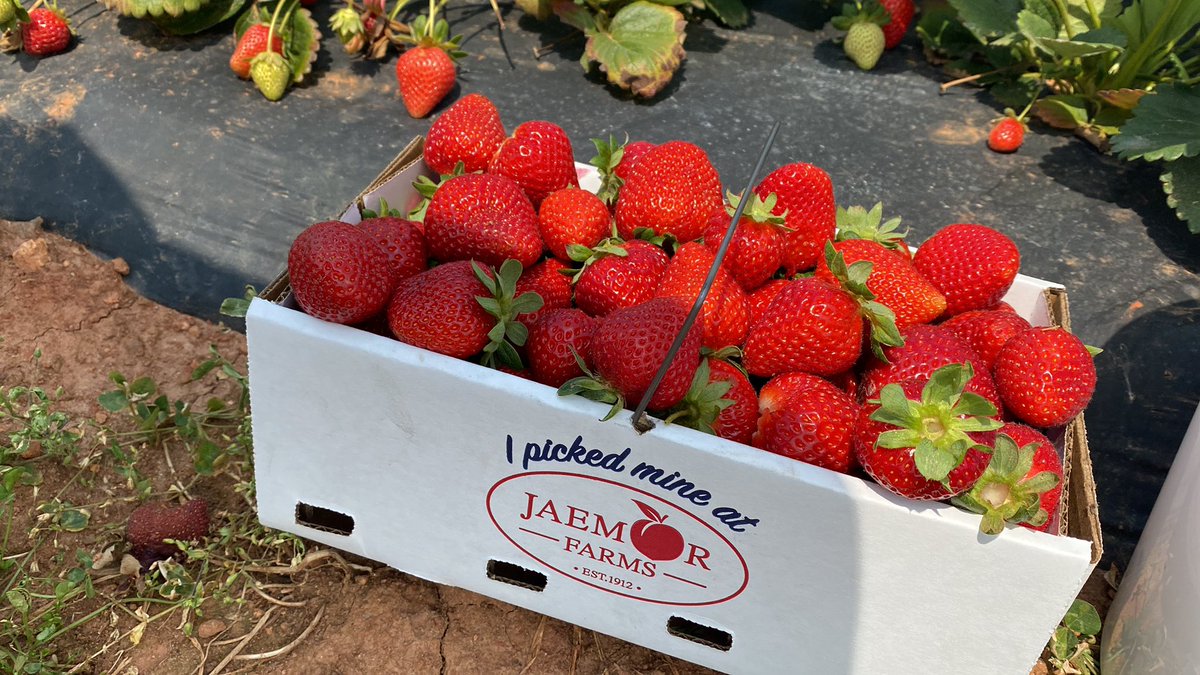 Shoutout  <a href="/JaemorFarms/">Jaemor Farms</a> 🍓