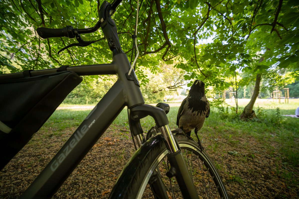 Sphyrna Mokarran tweet media