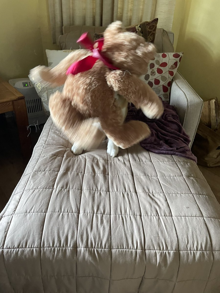 Can you see me?

#CorgiCrew