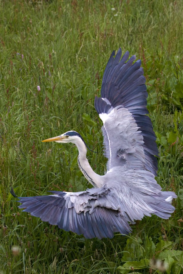Grey Heron @Natures_Voice @BBCSpringwatch @BBCEarth @WildlifeTrusts @wildlife_uk @britishbirds @BirdGuides @CanonUKandIE @_BTO #TwitterNatureCommunity @natureslover_s @BirdWatchingMag #BBCWildlifePOTD #EOSR