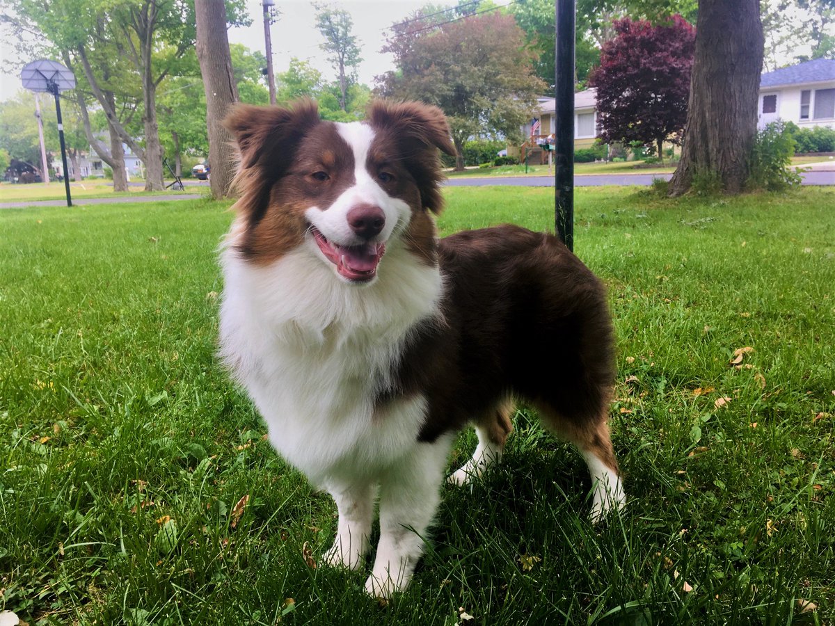 RubyFluff's tweet photo. A toasted marshmallow gained sentience and won over my heart ❤️ https://t.co/XpHTK1IIby