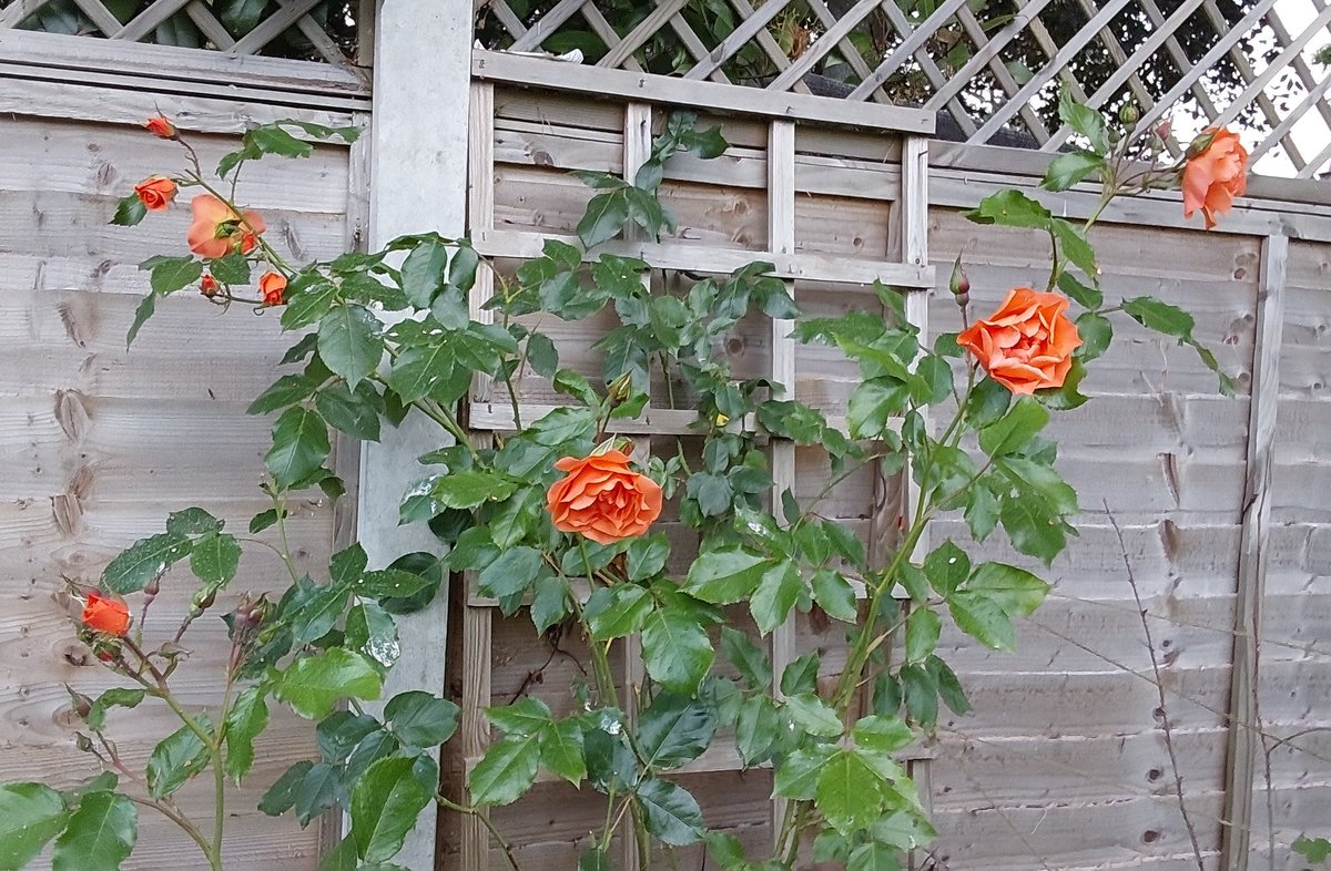 It's June in the Wiilliams' household. Love this time of year for our roses