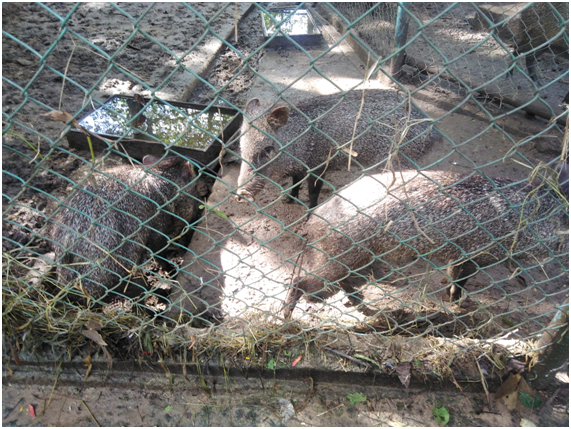 Yadirarcmg's tweet photo. Reportan afectaciones en Parque Zoológico de #Camagüey por intensas lluvias @aliciarca @pedro_ACM https://t.co/UvjwFGkbx2