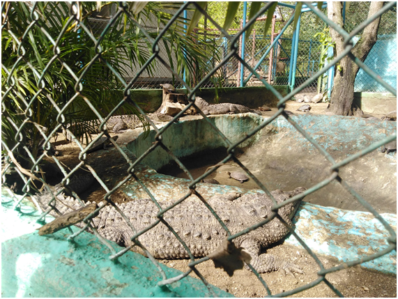 Yadirarcmg's tweet photo. Reportan afectaciones en Parque Zoológico de #Camagüey por intensas lluvias @aliciarca @pedro_ACM https://t.co/UvjwFGkbx2