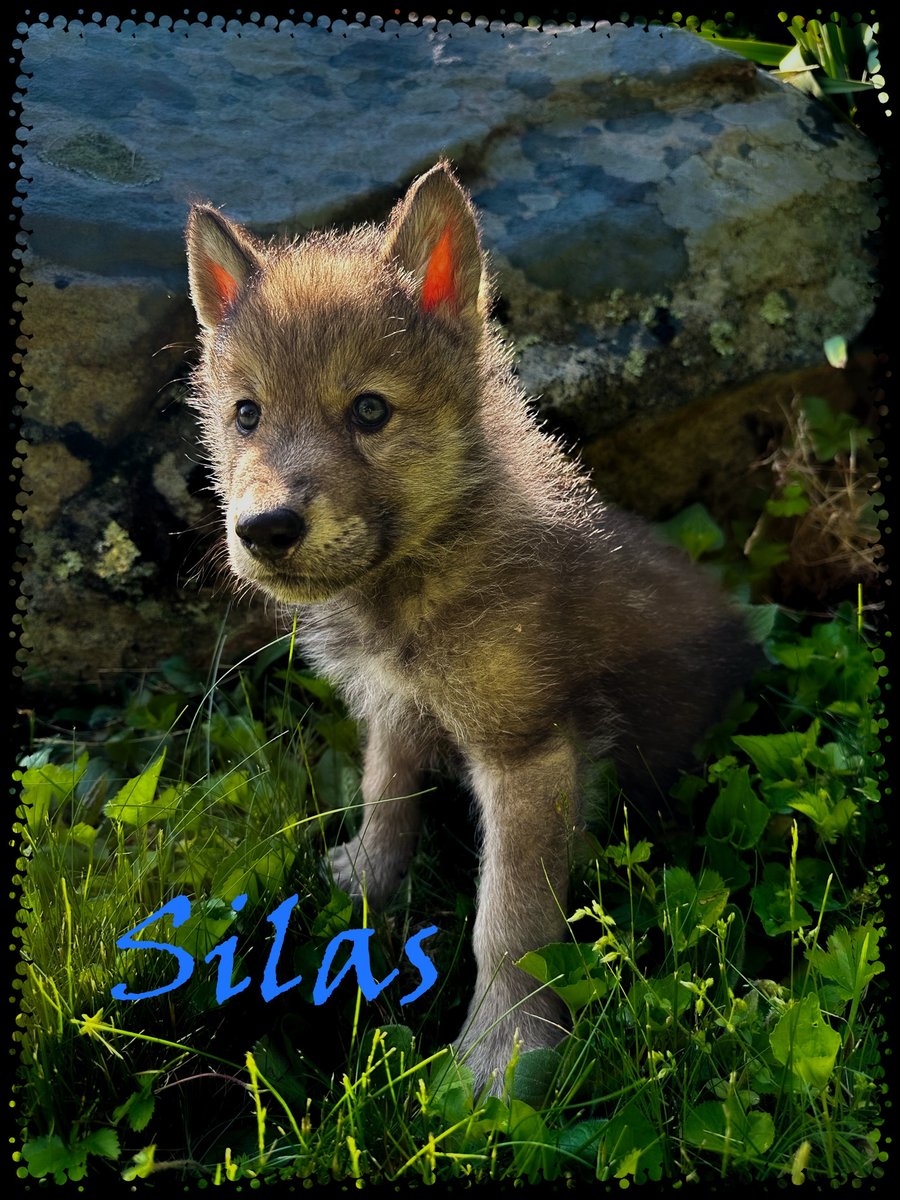 Good time of day #tezoscommunity!

Meet Silas - the new Ambassador Wolf of @nywolforg.
I created an OE (7 days) to support this awesome organization - more info in the🧵

objkt.com/asset/KT1JwiBw…

#tezos #nftfundraiser #charity #help #wolvesareessential #FRCharity 
⬇️⬇️⬇️