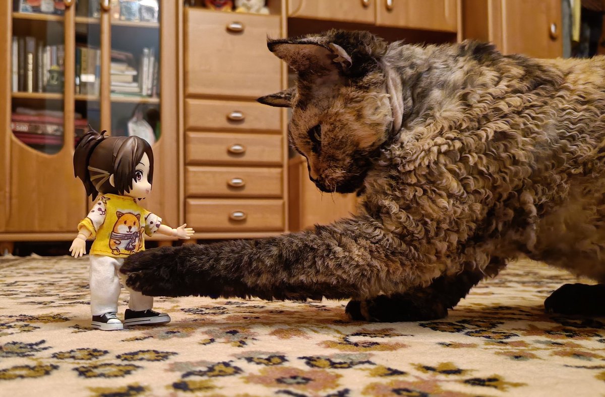 sandor_zankat's tweet image. - привет, большой тигр!
- привет, маленькая девочка 😸

#devonrex #hangezoe