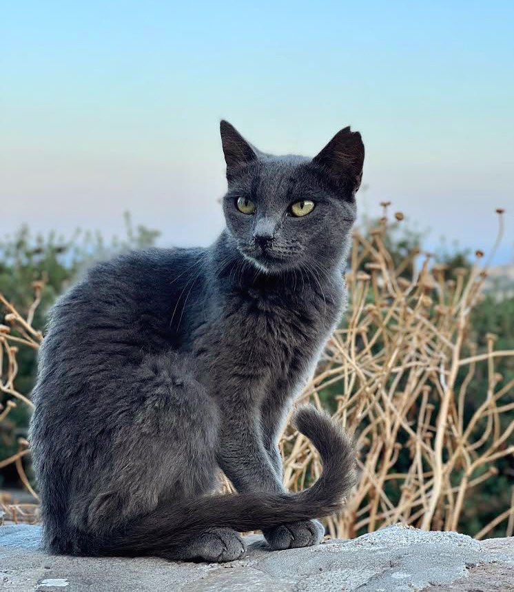 Beautiful Betty, who is a spayed female with lots of character, is one of the Aegean cats our kind volunteer cares for on this Greek island.
You can help the #cats by making a small donation to fund vital medicines, neutering & food. Purr!
#CatsAreFamily 
gofundme.com/f/cats-of-irak…