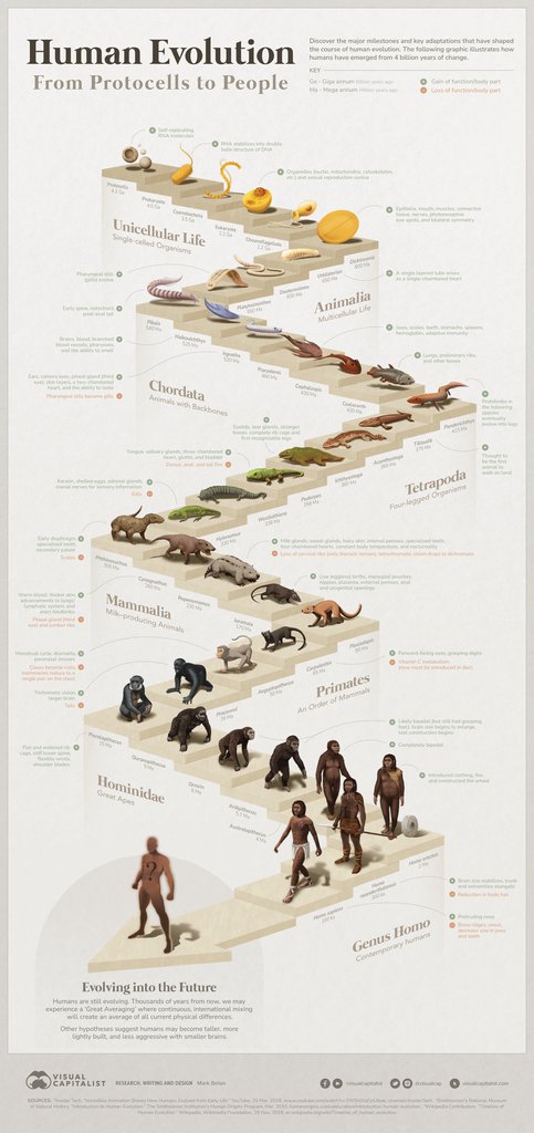 Visualized: The 4 Billion Year Path of Human Evolution 👣

visualcapitalist.com/path-of-human-…