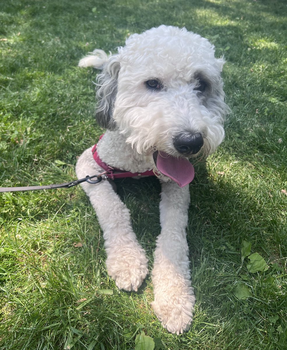YoungDems_AGH's tweet photo. Wally (local Pittsburgh celebrity) made a surprise visit at the Unity Picnic! @Carver_Murphy https://t.co/60CDC6A8eX
