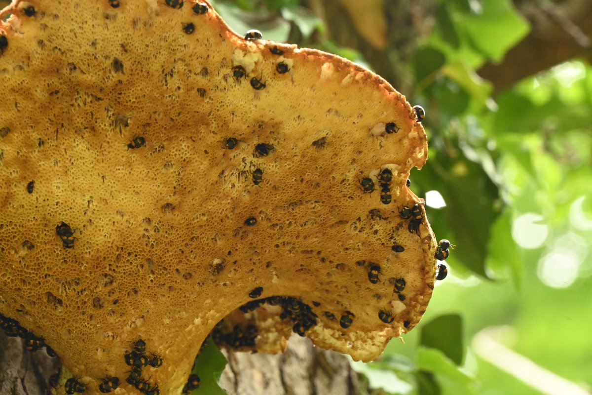 NiccoloTribolo's tweet photo. Inszenierte Schönheit der Natur im Garten, besondere Bäume und Pilze und Käfer die in Pilzen leben…
#JagdschlossGlienicke
@LTdSNBerlin https://t.co/a4CseHDFVv