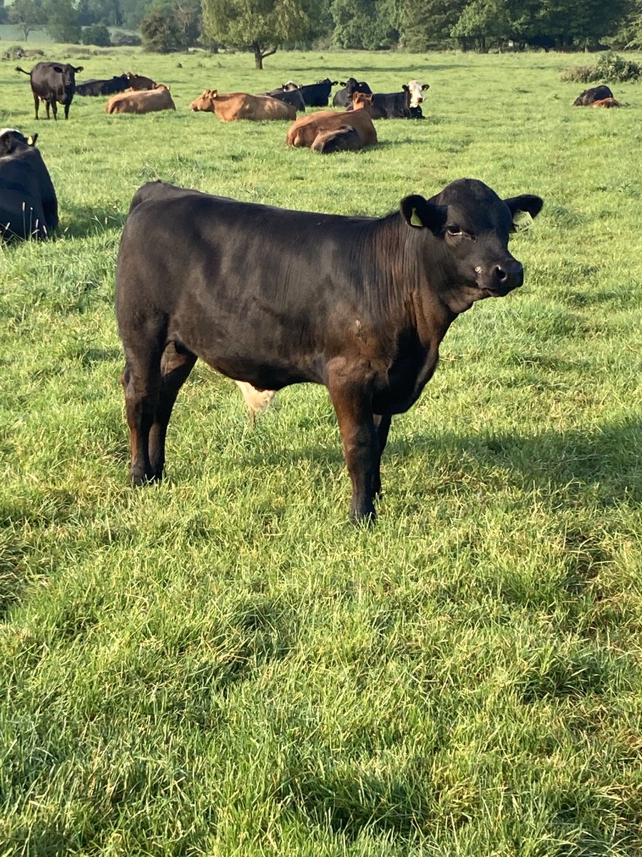 PaulWoldfarm's tweet image. #stabiliser