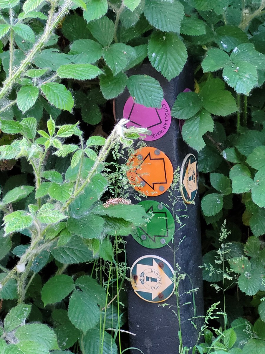 DearnePark's tweet photo. Surveying the park to help @BarnsleyCouncil reinstate walking trails. #volunteers #Respect #nature #Wellbeing @BarnsleyMoving https://t.co/4lrSRv2OOP