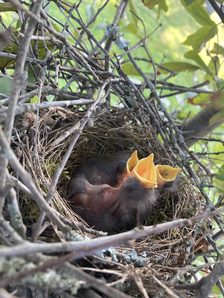 KaliMeeks4's tweet photo. Baby mockingbirds https://t.co/fSbZ2z90r6