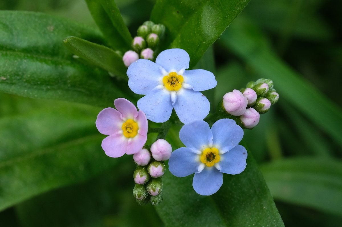 Forget me not #wildflowers