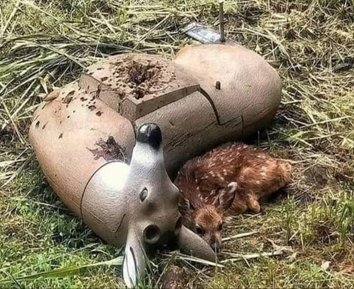 A fawn that took shelter by the wooden deer that the hunters threw after using it in target practice, instead of his mother, who was killed  by the hunters. 💔