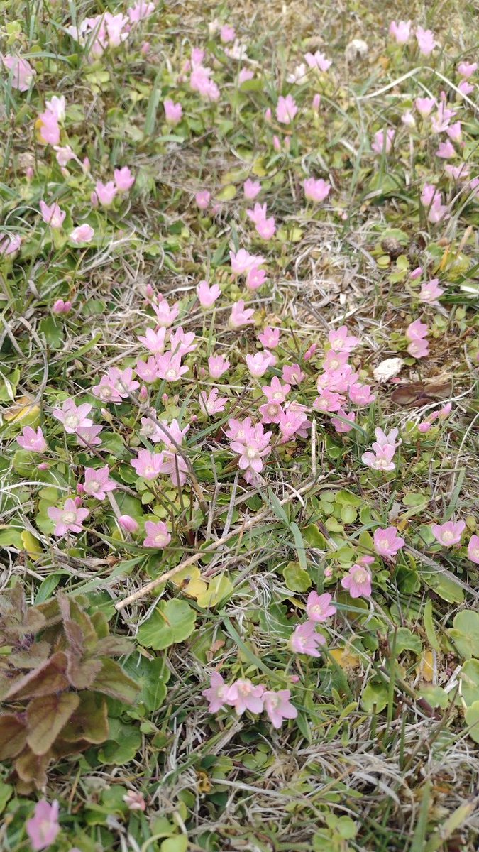 o__olver's tweet photo. Couldn't find the bee orchid but saw lots of other nice plants of the Ynyslas dunes today #30DaysWild also heard a cuckoo, and saw my first ever wild snake (except it was dead having been run over crossing the road 😭) https://t.co/wVBoD7AFnf