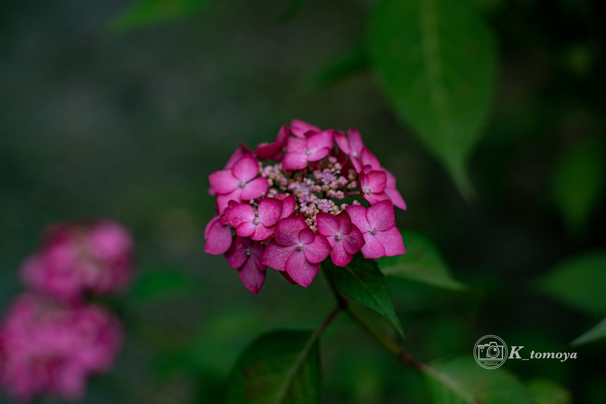 額紫陽花。

おはよーございます！
この濃ゆい赤の紫陽花、なんかめちゃ惹かれるんやけど。カッコイイ感じだからやろか？

#写真好きな人と繋がりたい
#写真撮ってる人と繋がりたい
#京都
#梅宮大社
#額紫陽花
#α7III
#sonya7III
#oldlens
#takumar
#55mm