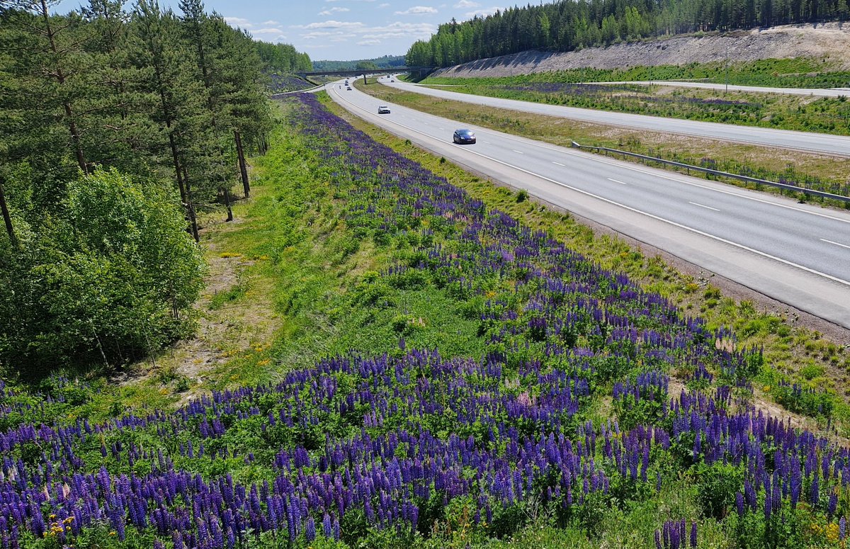 Järkyttävä #lupiini'meri Vt 3 Viralan liittymässä Turengissa. Liittymässä tehtiin pari vuotta sitten miljoonaremontti. Ei näköjään riittänyt kiinnostusta huolehtia, ettei samalla levitetä #vieraslaji'a.