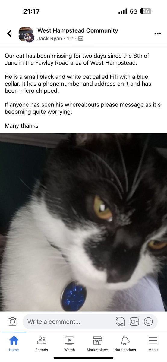 MISSING CAT - #westhampstead #nw6 #london Hi all. My neighbours cat is missing. Anyone near Fawley Road / Lymington Road, could you please keep an eye out!