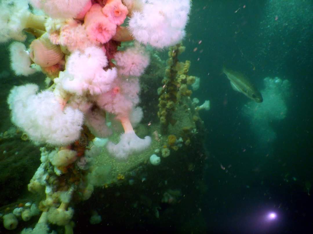 Today. Ardmucknish Bay. The Breda shipwreck 😍🤿🐟 #scubadiving #abplace2b #argyll @BSACdivers @girlsthatscuba #Scotland #shipwreck