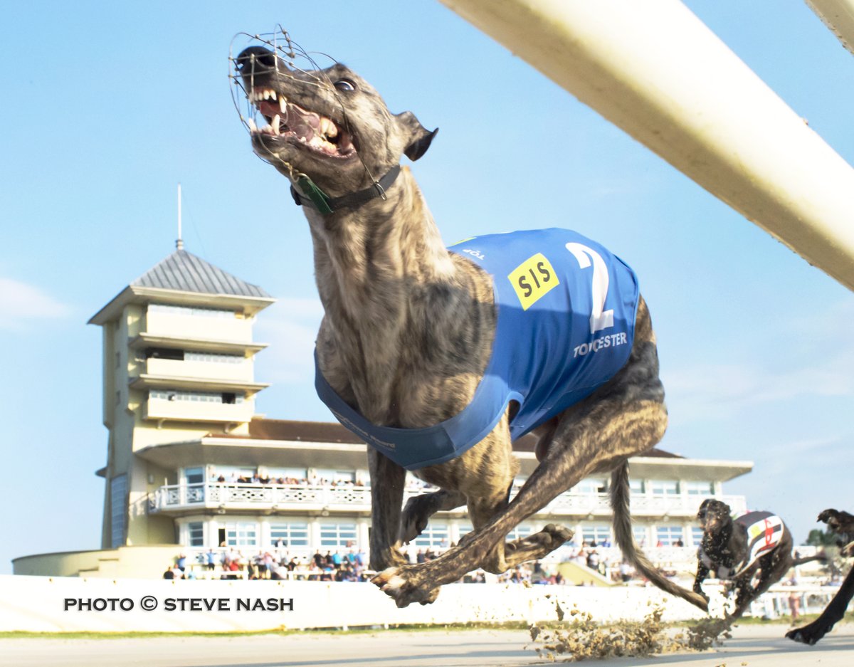 Command Performance: fastest of the 3rd round 28.75 Romeo Command leads at the first bend to remain unbeaten for <a href="/Patrick25719056/">Patrick janssens</a> and David Firmager in <a href="/StarSports_Bet/">Star Sports Bookmakers</a> TRC Derby <a href="/TowcesterRaces/">Towcester Racecourse</a> <a href="/NicFirmager/">Nicola Firmager</a> #GreyhoundDerby2023