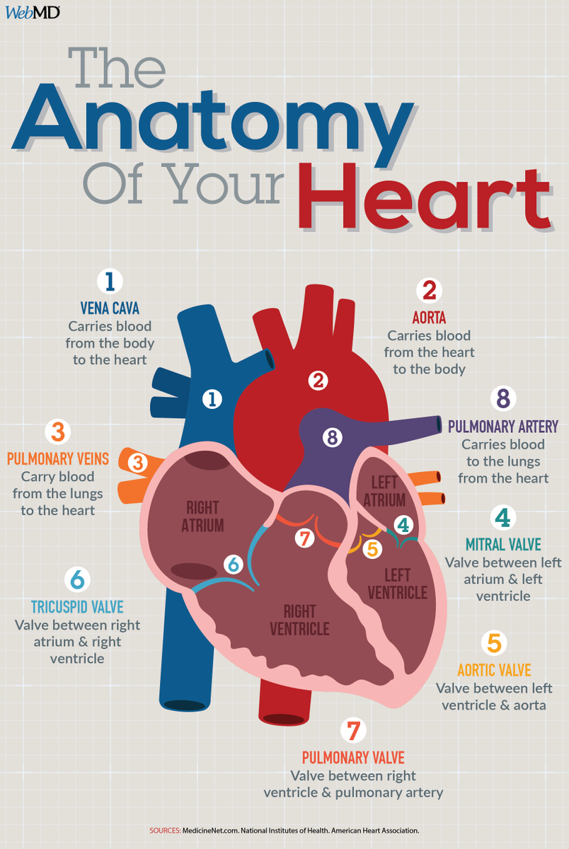 WebMD's tweet photo. The heart is an amazing organ. It pumps oxygen and nutrient-rich blood throughout your body to sustain life.  ❤ https://t.co/5Z7MQQdERy https://t.co/ma32M1r7iv