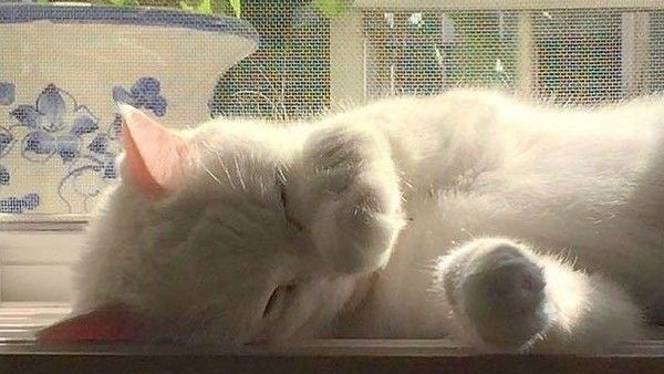 sasya🧁 (active every 2 months) tweet media