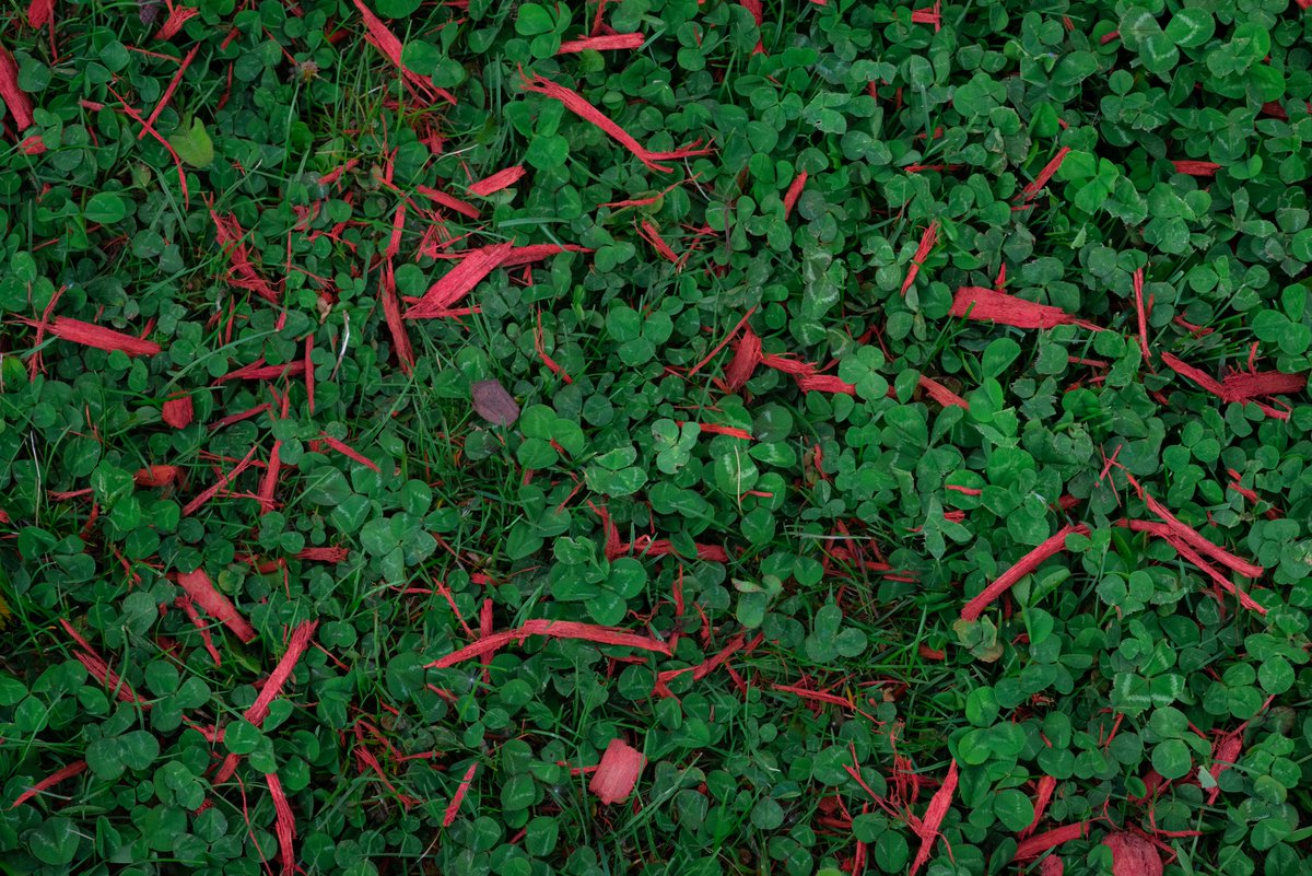 adrian_handzel's tweet photo. | Bestrewed Mulch | https://t.co/C7oShWWWBc