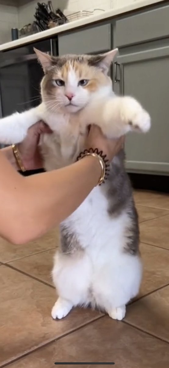 fatfatpankocat's tweet photo. https://t.co/EqYmfWUqbV