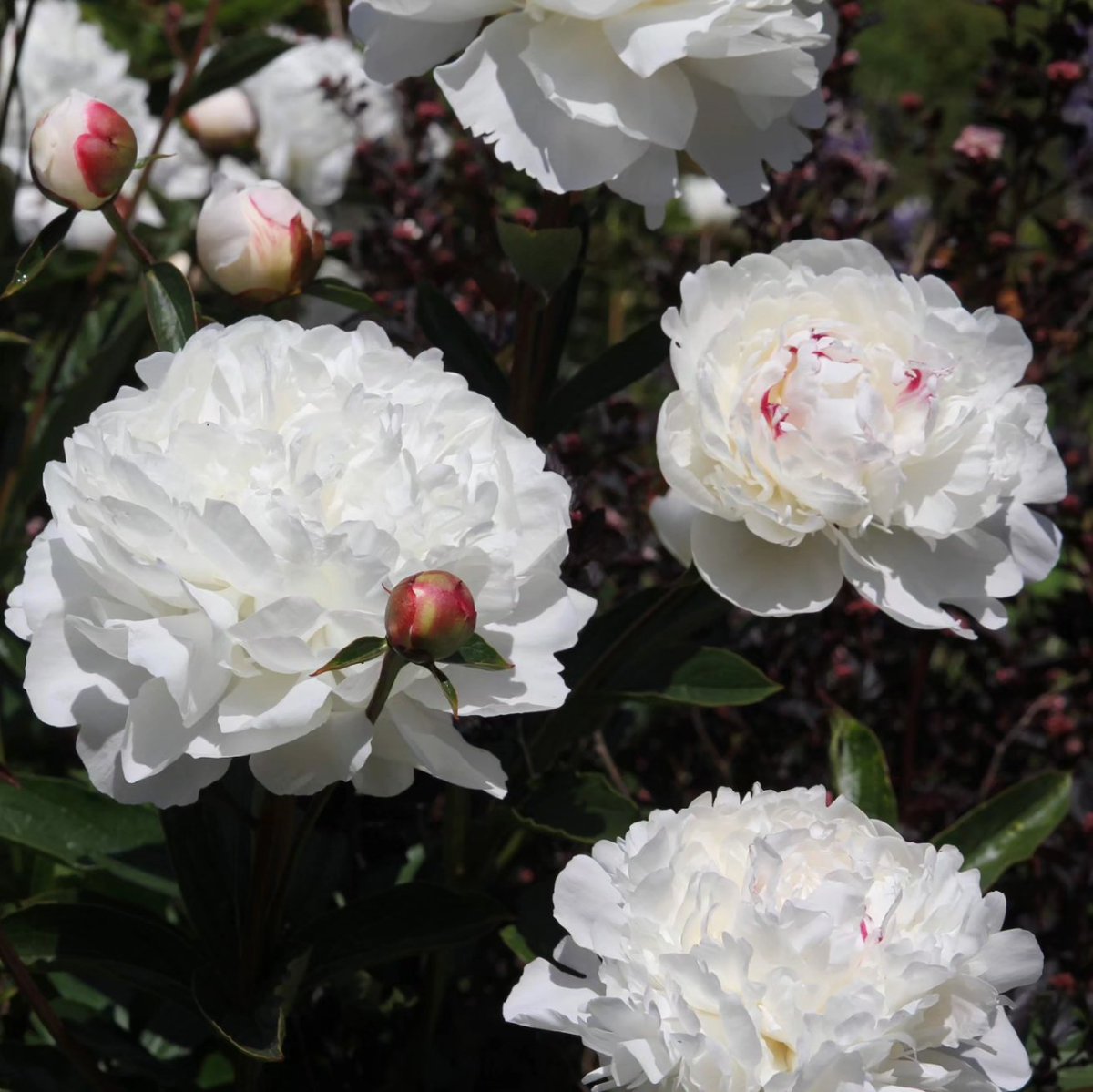 luceinthegarden's tweet photo. Paeonia lactiflora 'Festive Maxima' in the beds leading from the rose terrace to the north garden @BodnantGardenNT https://t.co/CFtlPrBUer