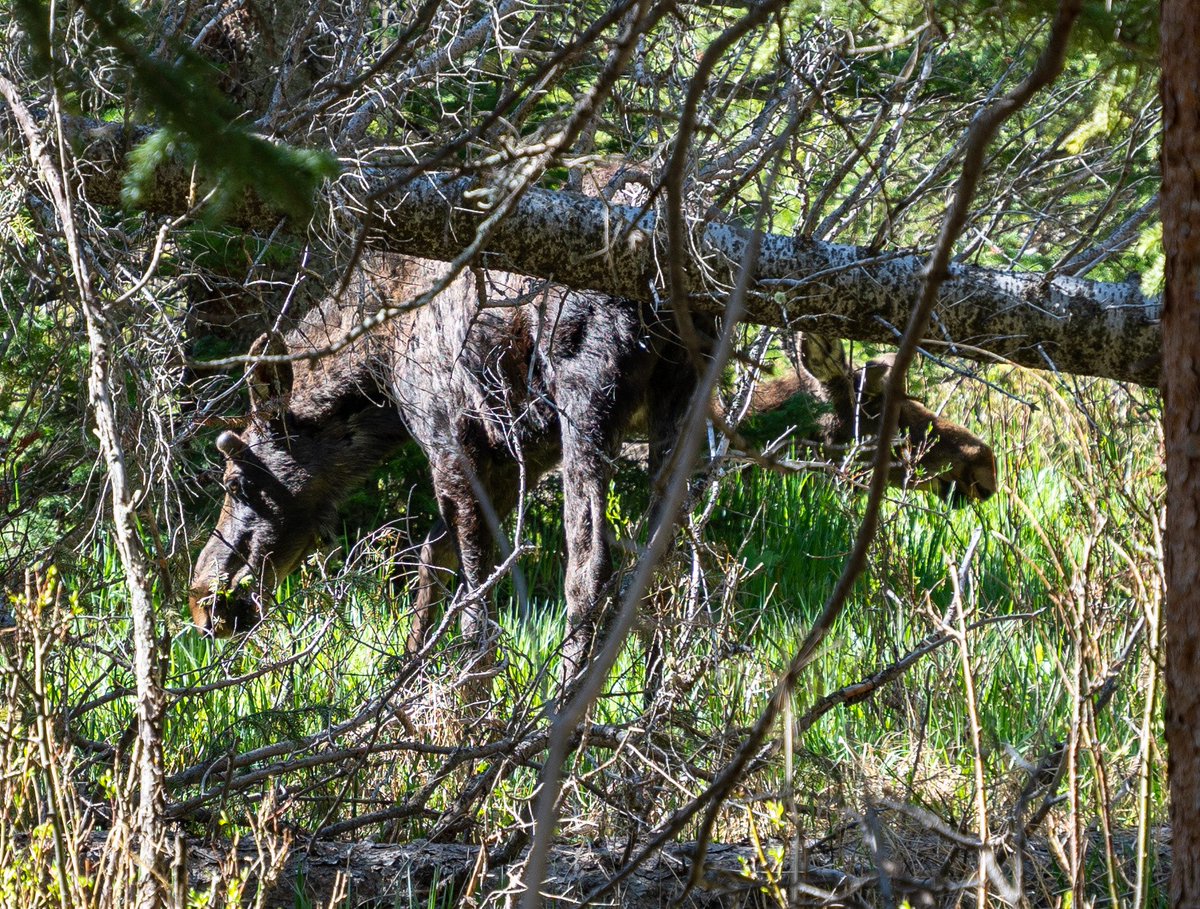 Russell Danielson tweet media