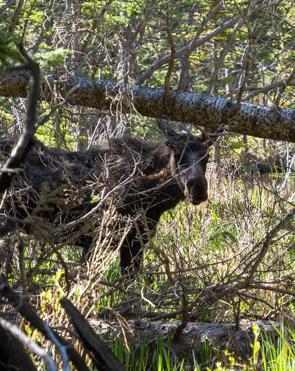 Russell Danielson tweet media