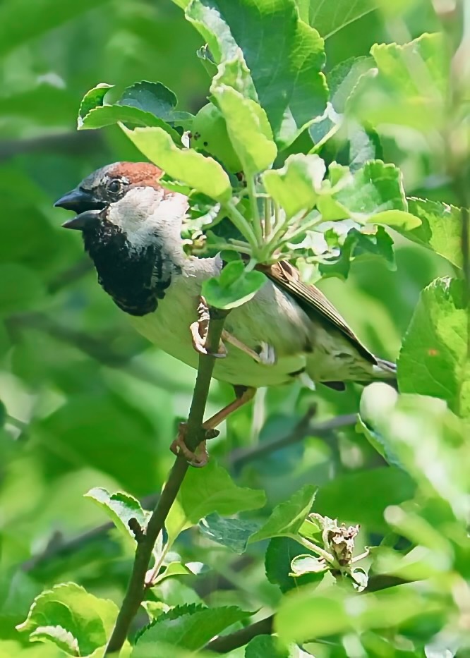 House sparrow singing in an apple tree. #BirdWatching #HouseSparrow #Sparrow #TrumbullCT