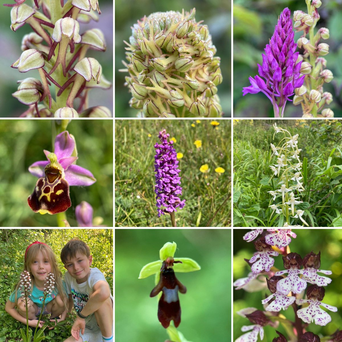 StevePa46290725's tweet photo. What an incredible day - the ‘Orkids’ Kentish Odyssey. A long hot but beautiful day, with 15 orchid species seen, including 7 new species for the kids ! There might be more photos to follow 😉 #orkids #orchids #kent https://t.co/zbnPXS2qjn