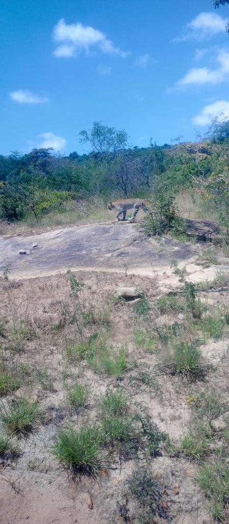 athikapiti's tweet photo. Leopard spotted at Lukenya hill, proof of vitality of the Athi Kapiti plains. Our quest for connectivity is to ensure animals are able to establish their territories and their home ranges not hampered. 
@KWCAKenya @KWSKenya @TWFkenya @PSMuseiya https://t.co/qBlzubuVyi