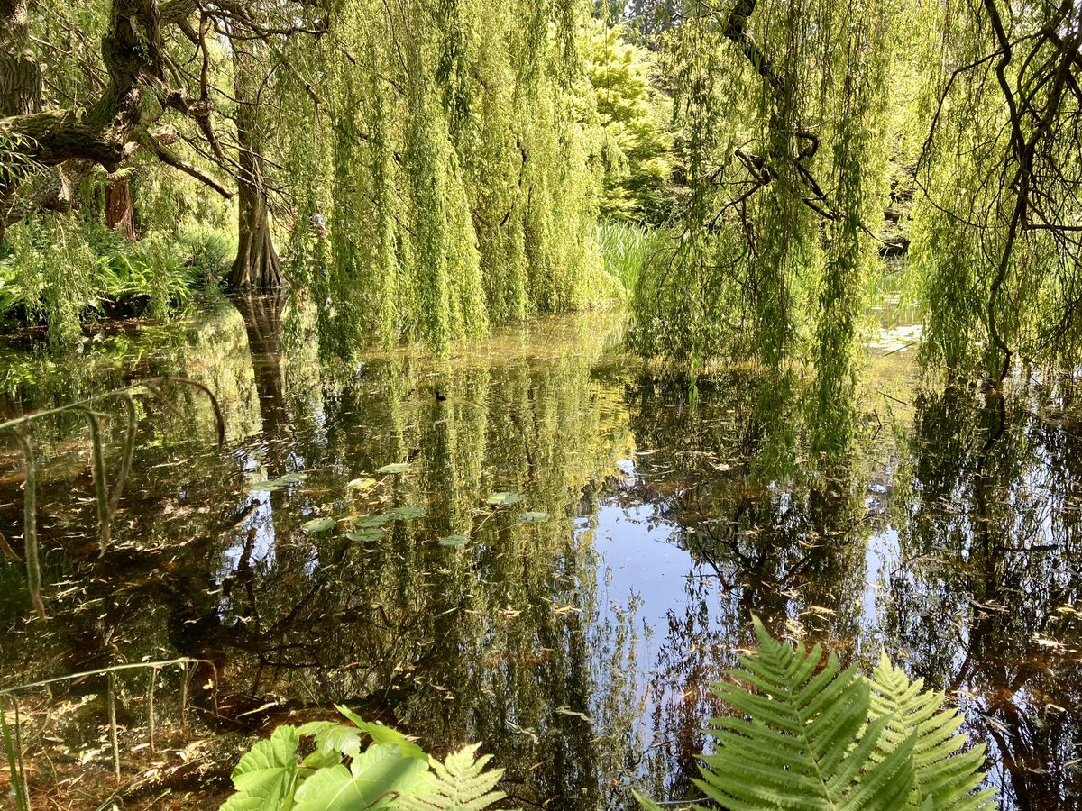 On Day 10 of the #30DaysWild challenge, we’re in Cambridge at <a href="/CUBotanicGarden/">Cam Botanic Garden</a> loving the pond’s scenery and its inhabitants
<a href="/WildlifeTrusts/">The Wildlife Trusts</a> <a href="/wildlifebcn/">The Wildlife Trust for Beds, Cambs & Northants</a> @WildLondon