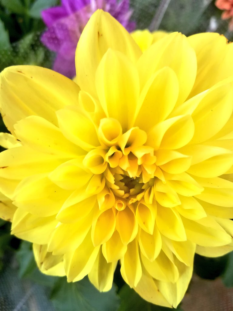 おはようございます🌸
黄色いダリアのお花がとても綺麗ですね🌸
#ダリア
#花写真