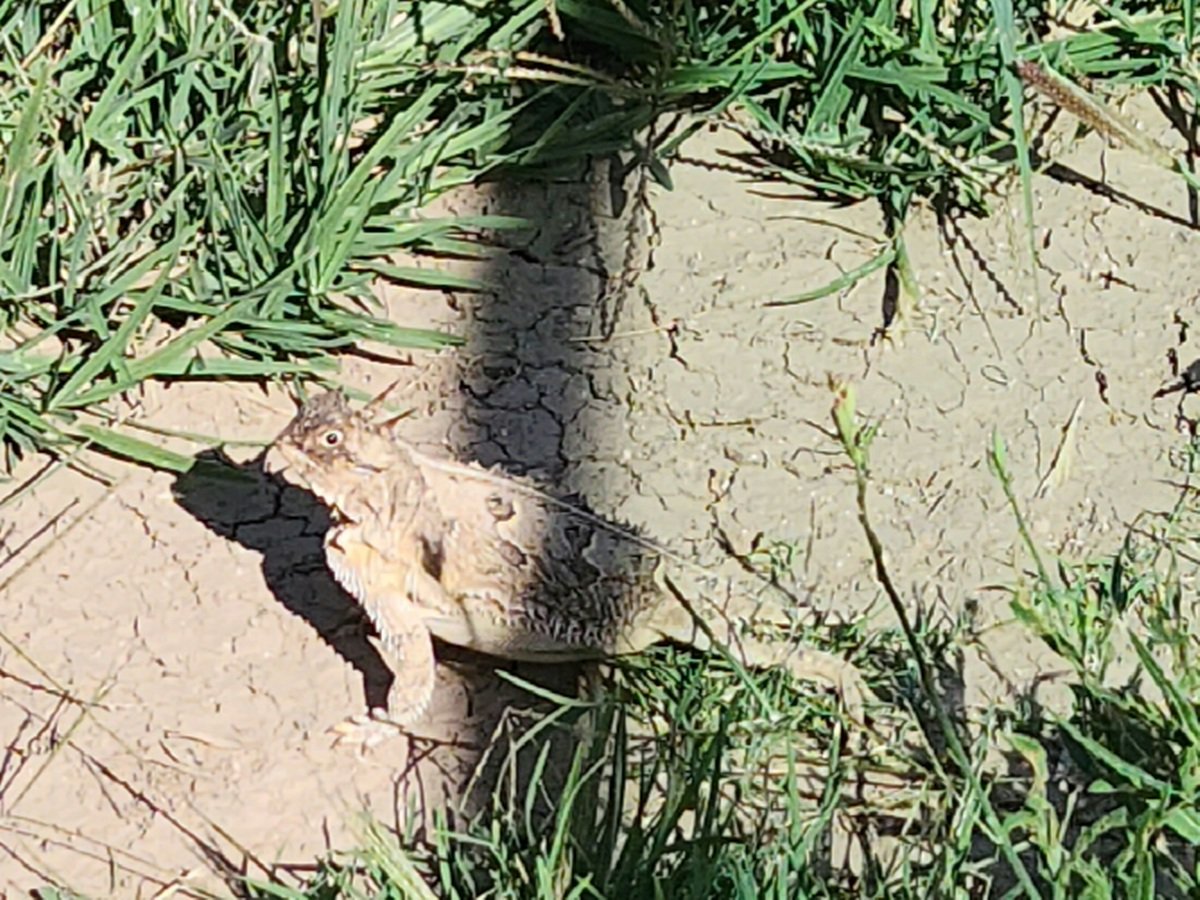 Lakermama1's tweet image. Found this beauty by my steps few days ago. #somethingrandom