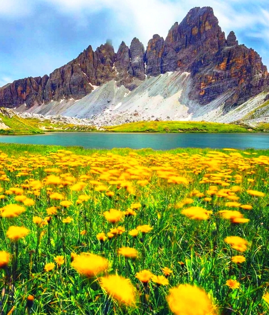 Spring wildflowers at the Dolomite Alps in Italy  🇮🇹